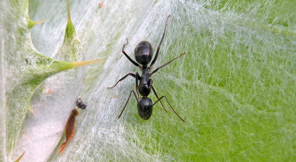 Camponotus aethiops sana ammalata (o, meglio, 